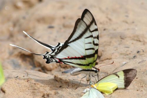Eurytides protesilaus