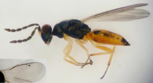 Pnigalio cristatus