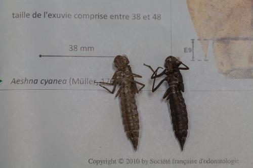 Aeshna cyanea