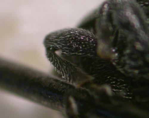 Cleopomiarus sp.