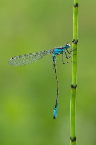 Ischnura elegans