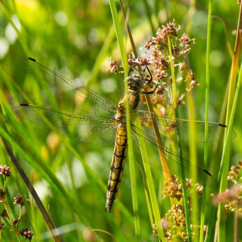 Orthetrum cancellatum