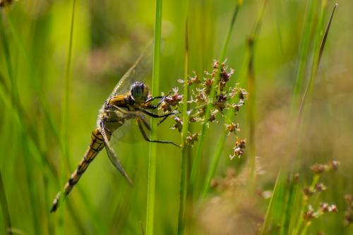Orthetrum cancellatum