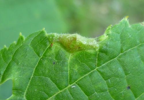 Dasineura tiliae