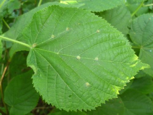 Eriophyes exilis
