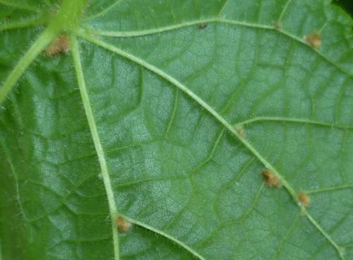 Eriophyes exilis