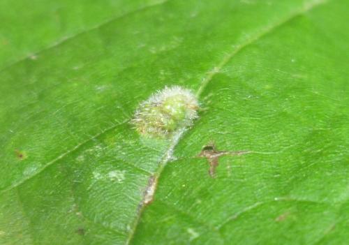 Eriophyes exilis
