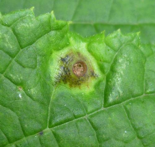 Réf. 144 148 : Didymomyia tiliacea