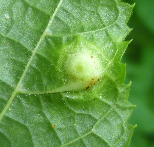 Didymomyia tiliacea