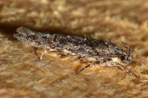Carpatolechia fugacella