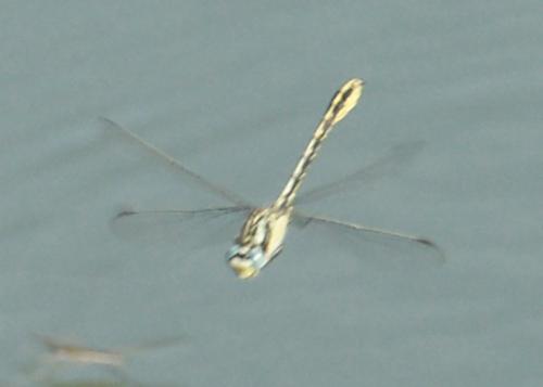 Gomphus sp.