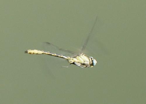 Gomphus sp.