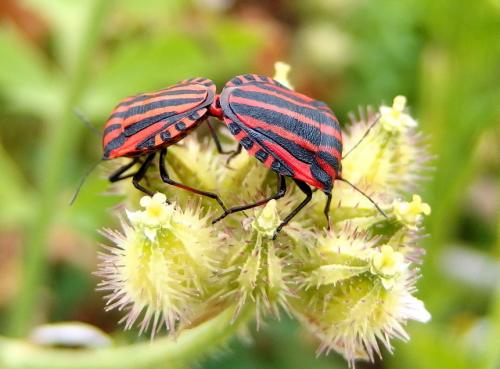 Réf. 144 444 : Graphosoma italicum