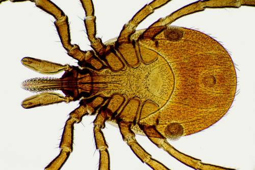 Réf. 144 380 : Ixodes ricinus