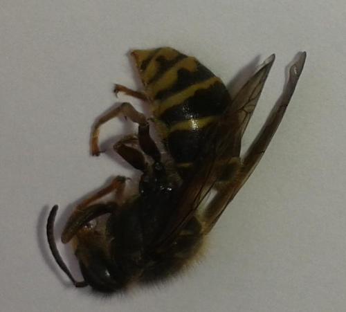 Dolichovespula media