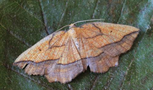 Epione repandaria