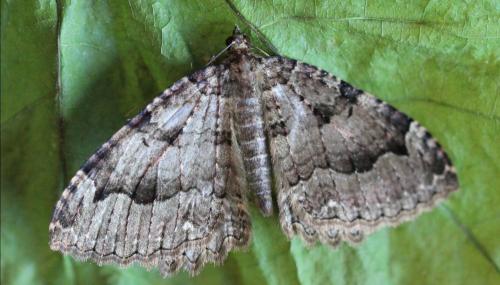 Réf. 144 101 : Triphosa dubitata