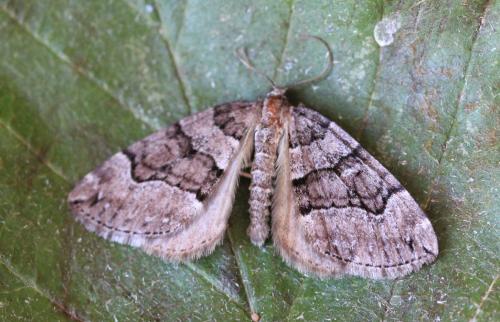 Réf. 144 514 : Thera cognata