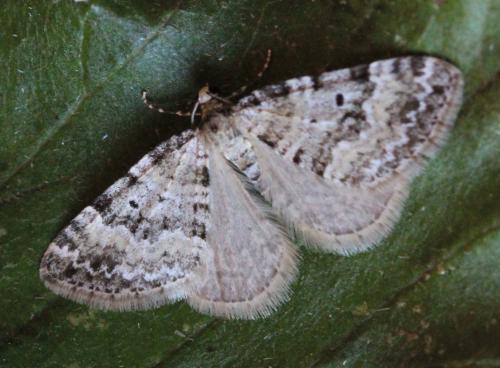 Perizoma minorata