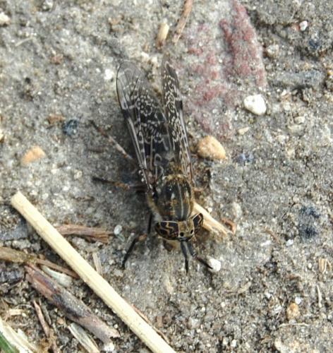 Haematopota sp.