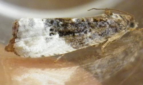 Hedya nubiferana