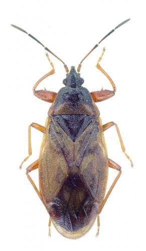Réf. 144 035 : Gastrodes abietum