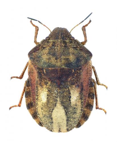Réf. 144 034 : Eurygaster testudinaria