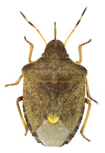 Réf. 144 033 : Peribalus strictus vernalis
