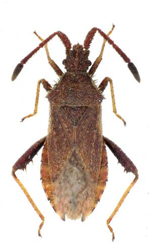 Réf. 144 032 : Coriomeris sp.