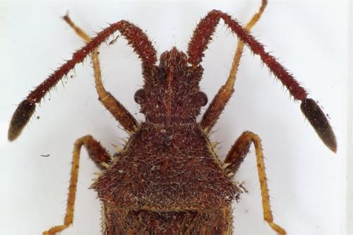 Coriomeris sp.