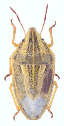 Réf. 144 110 : Aelia acuminata