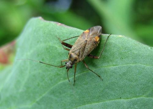 Closterotomus fulvomaculatus