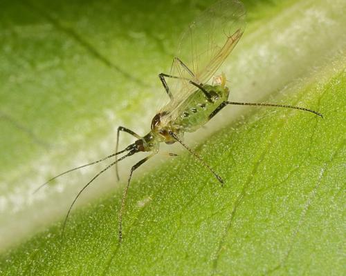 Réf. 144 071 : Macrosiphum rosae