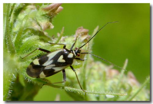 Réf. 144 139 : Grypocoris sexguttatus