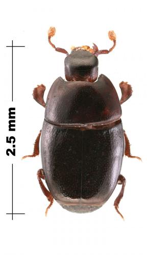 Platylomalus sp.