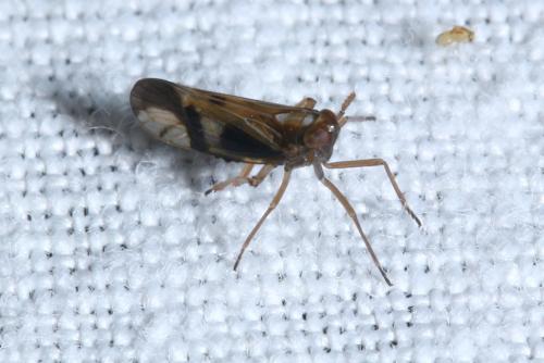 Réf. 144 513 : Euides speciosa