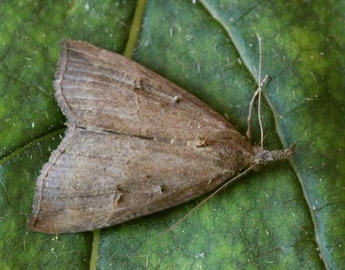 Hypena rostralis