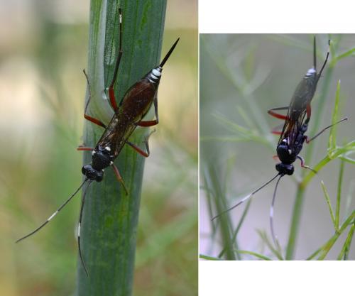 Hoplocryptus femoralis