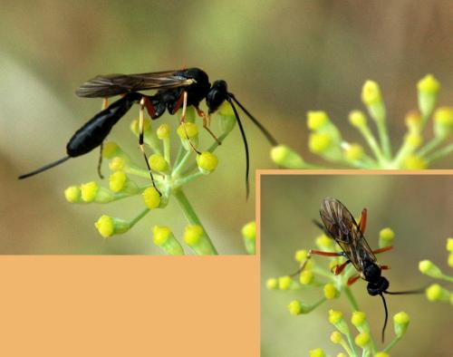 Réf. 144 221 : Diadegma sp.