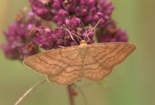 Réf. 144 038 : Idaea ochrata