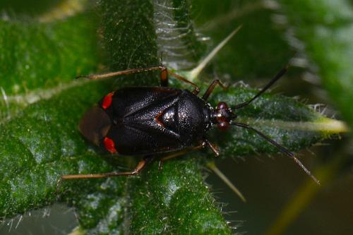 Deraeocoris ruber