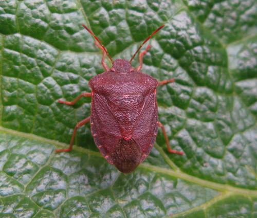 Palomena prasina