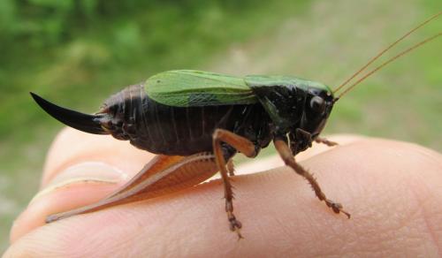 Zeuneriana abbreviata