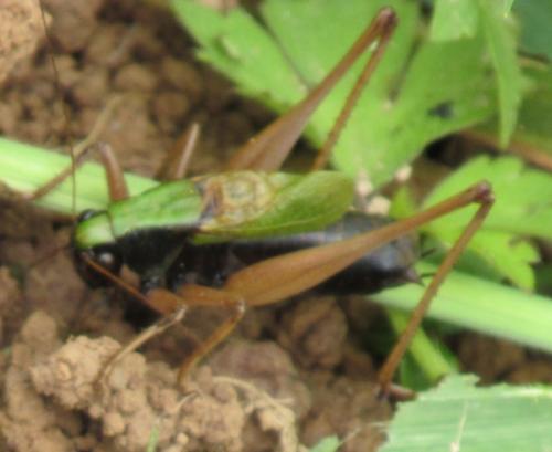 Zeuneriana abbreviata