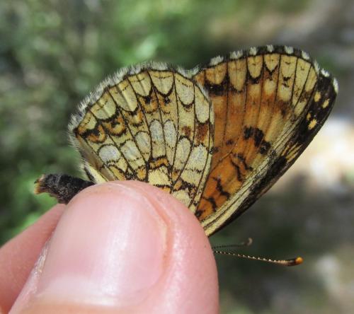 Melitaea diamina
