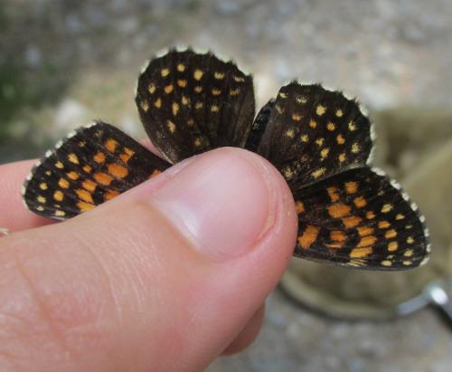 Melitaea diamina