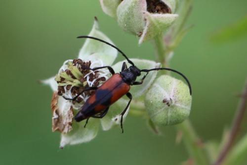 Réf. 144 920 : Stenurella bifasciata