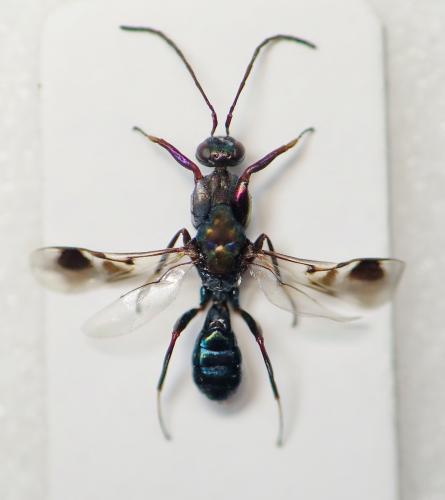 Heydenia pretiosa