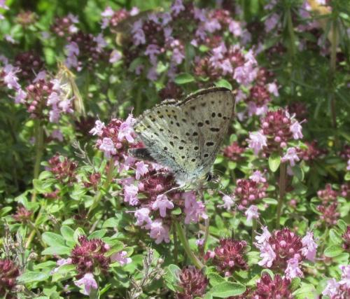 Lycaena tityrus