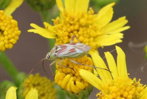 Réf. 144 428 : Calocoris roseomaculatus